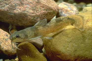 Noturus miurus