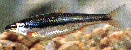 Miniellus nubilus
