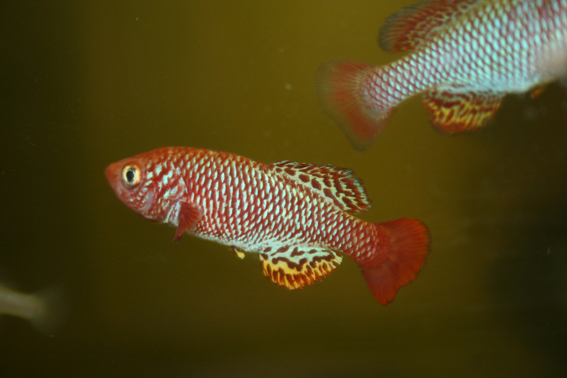 Nothobranchius nubaensis