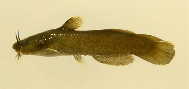 Nopha_u0.jpg