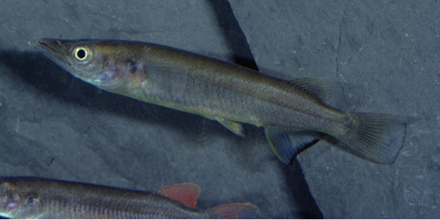 Nomorhamphus towoetii