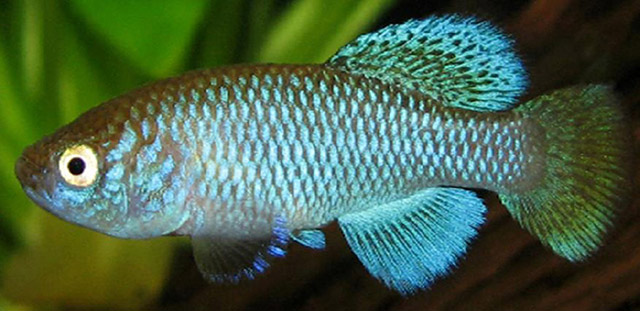 Nothobranchius ugandensis
