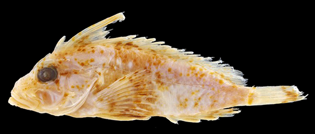 Ocosia apia
