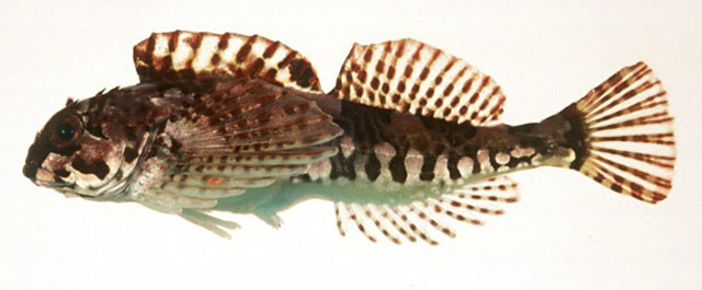 Ocynectes maschalis