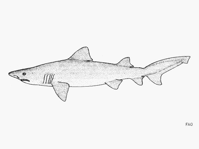 Odontaspis ferox