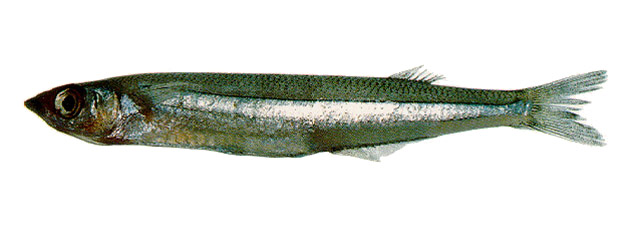 Odontesthes incisa