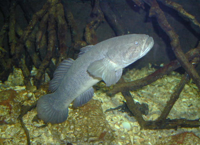 Odonteleotris macrodon
