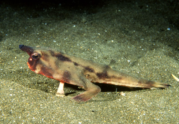 Ogcocephalus darwini