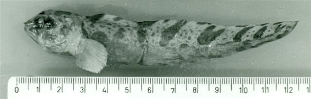 Oidiphorus brevis