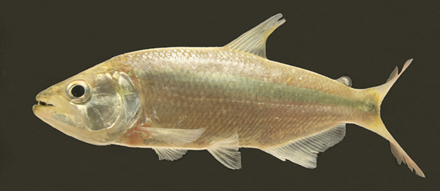Oligosarcus paranensis
