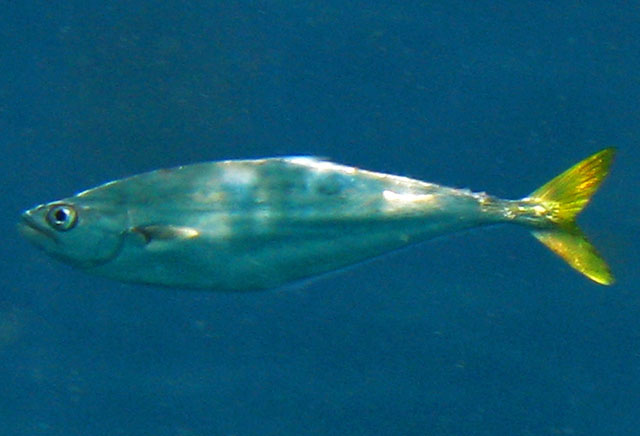 Oligoplites saurus
