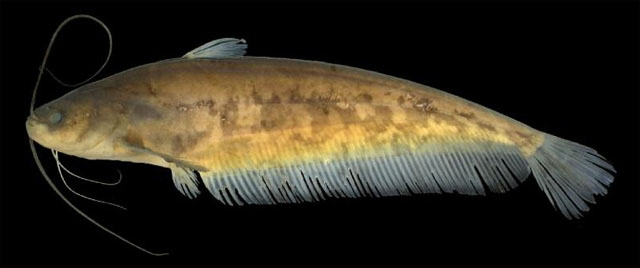 Ompok supernus