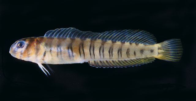 Omobranchus verticalis