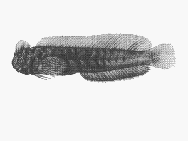 Omobranchus woodi