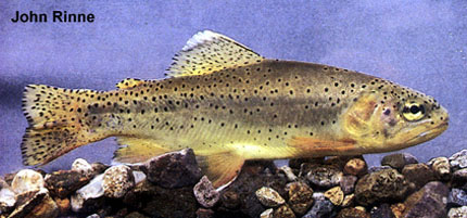 Oncorhynchus apache
