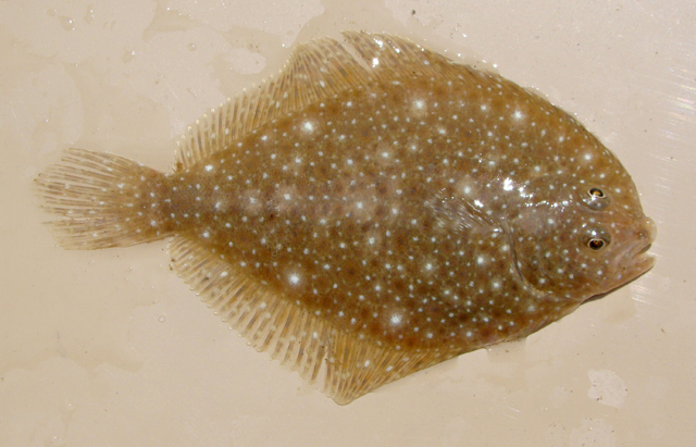 Oncopterus darwinii