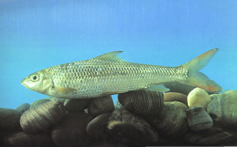 Onychostoma lini
