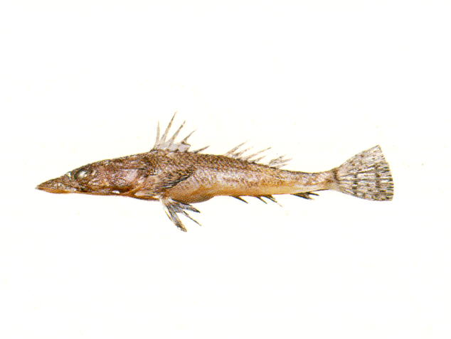 Onigocia macrolepis
