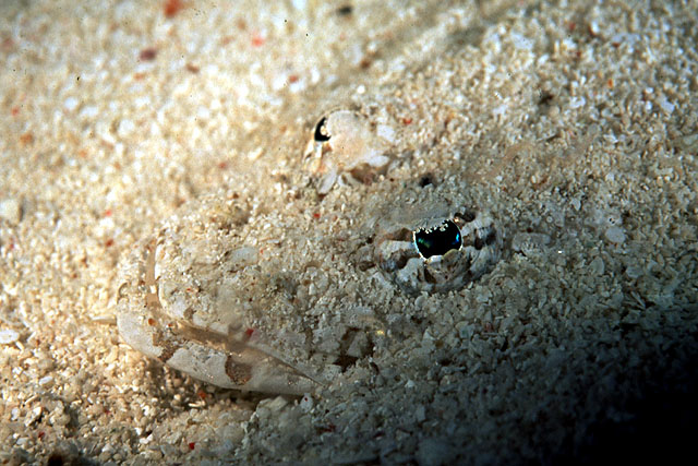 Onigocia oligolepis