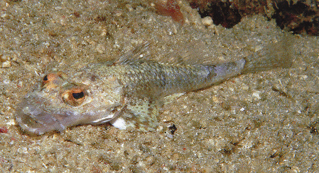 Onigocia pedimacula