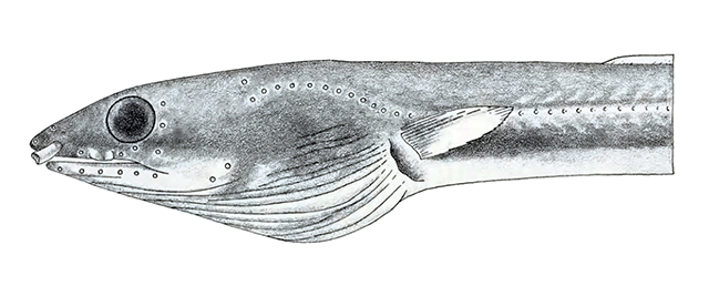Ophichthus arneutes