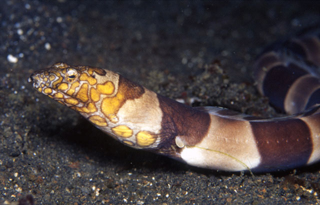 Ophichthus bonaparti