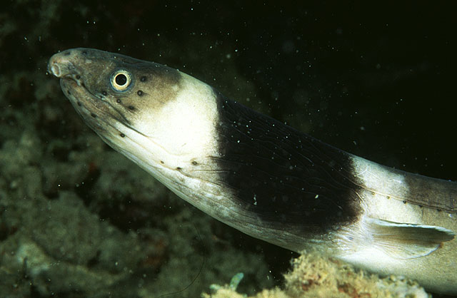 Ophichthus cephalozona