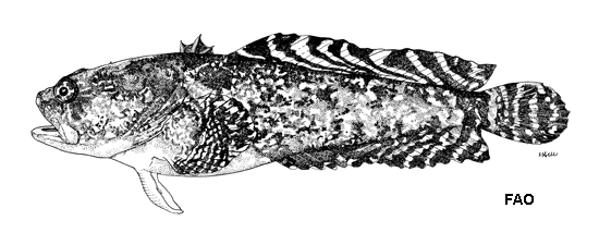 Opsanus dichrostomus