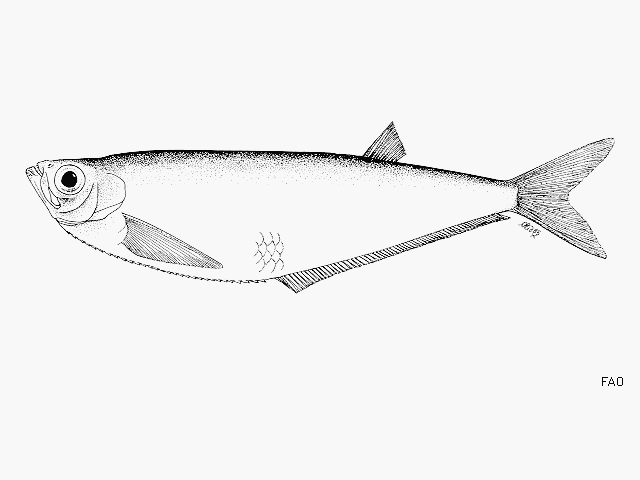 Opisthopterus effulgens
