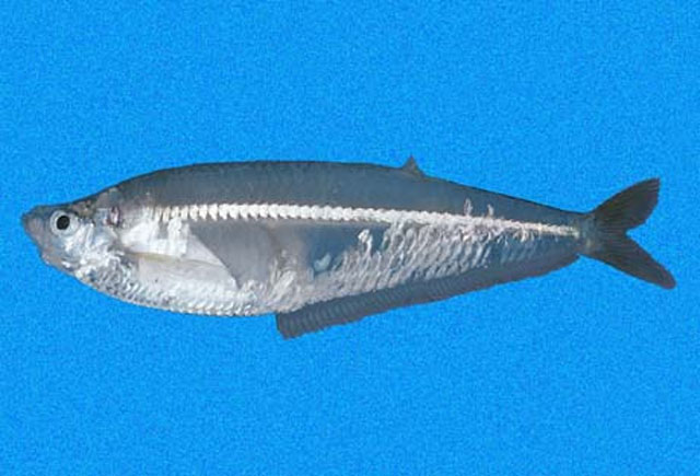 Opisthopterus equatorialis