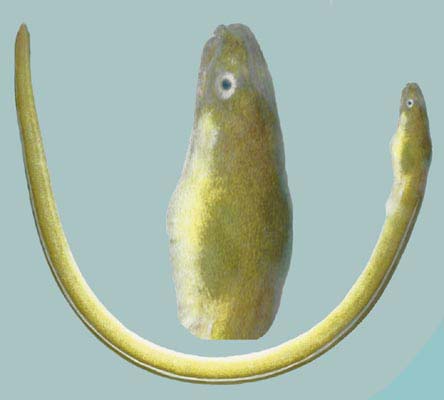 Ophichthus lithinus