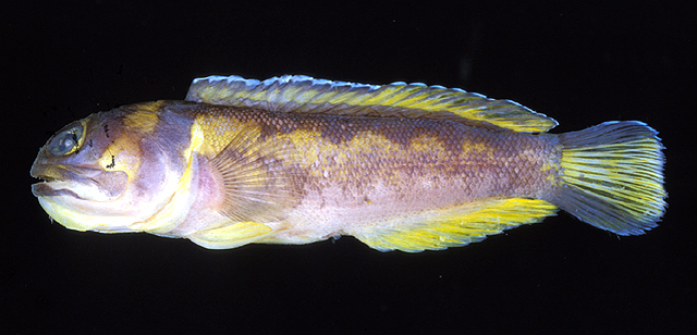 Opistognathus hopkinsi