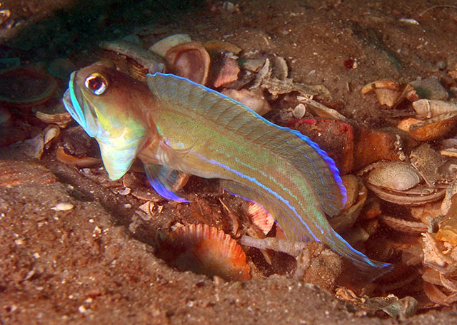 Opistognathus lonchurus