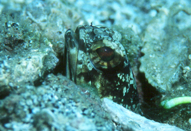 Opistognathus macrognathus
