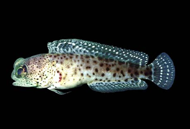 Opistognathus mexicanus