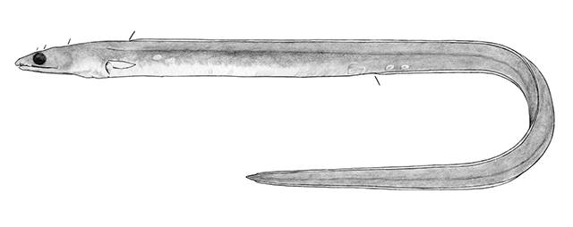 Ophichthus microstictus