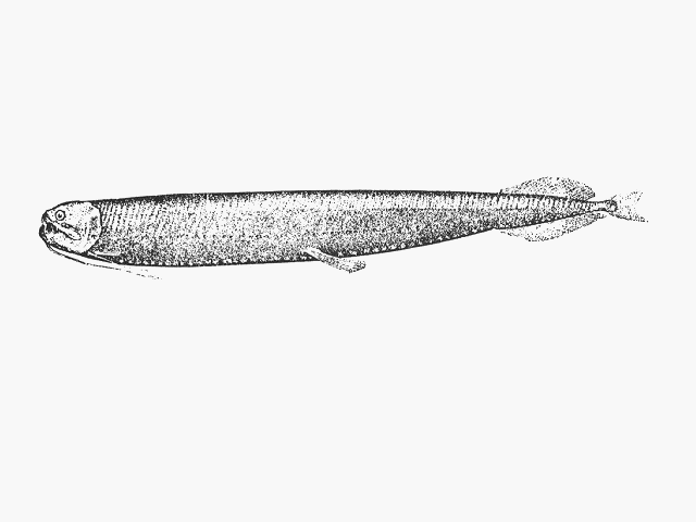 Opostomias micripnus