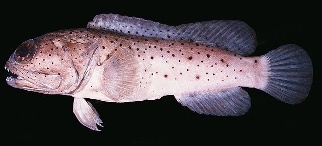 Opistognathus papuensis