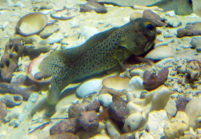 Opistognathus punctatus