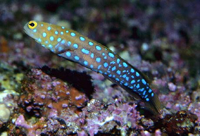 Opistognathus rosenblatti