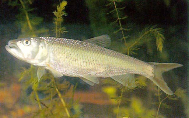 Opsariichthys uncirostris