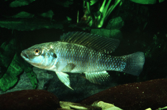Oreochromis grahami