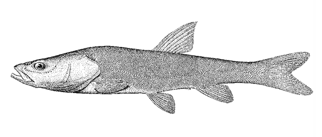 Oreoleuciscus angusticephalus