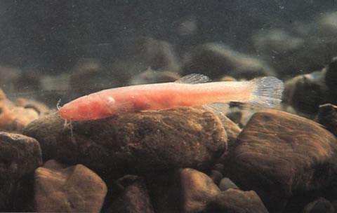 Orano_u0.jpg