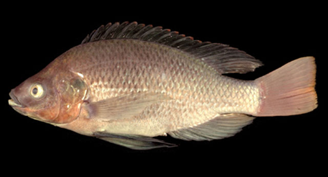 Oresc_u0.jpg