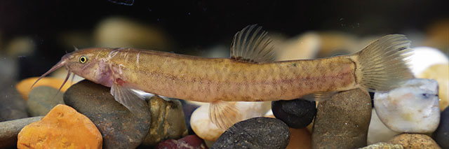 Oreonectes guidongensis