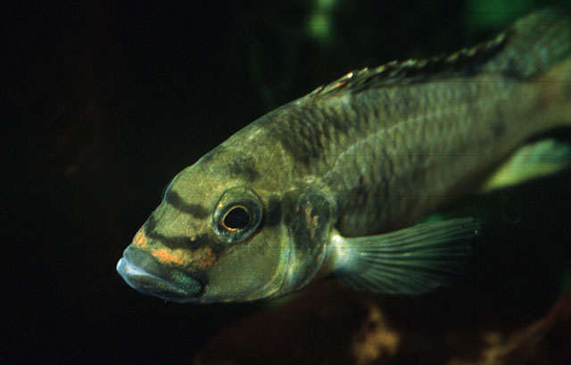Orthochromis mosoensis