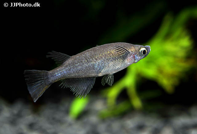 Oryzias nebulosus