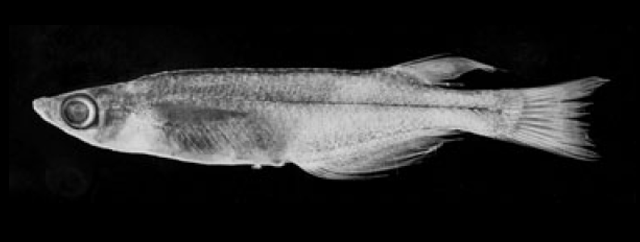 Oryzias nigrimas