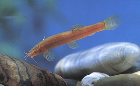 Oreonectes platycephalus